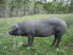 raising-pigs-for-meat